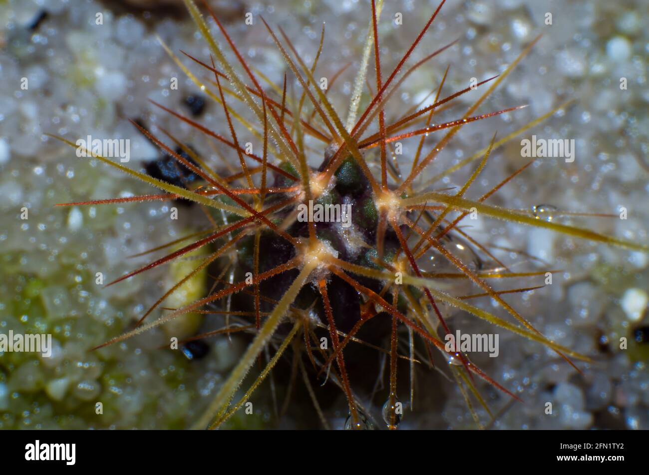 Imagen macroscópica de un mini cactus Foto de stock