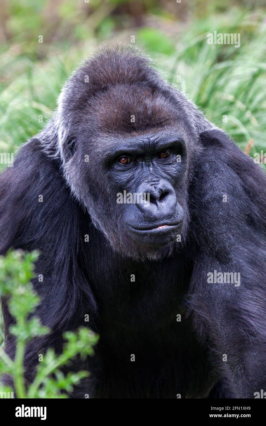 Gorila occidental de tierras bajas Un silverback macho africano que se encuentra en la selva tropical de África, foto imagen de stock Foto de stock