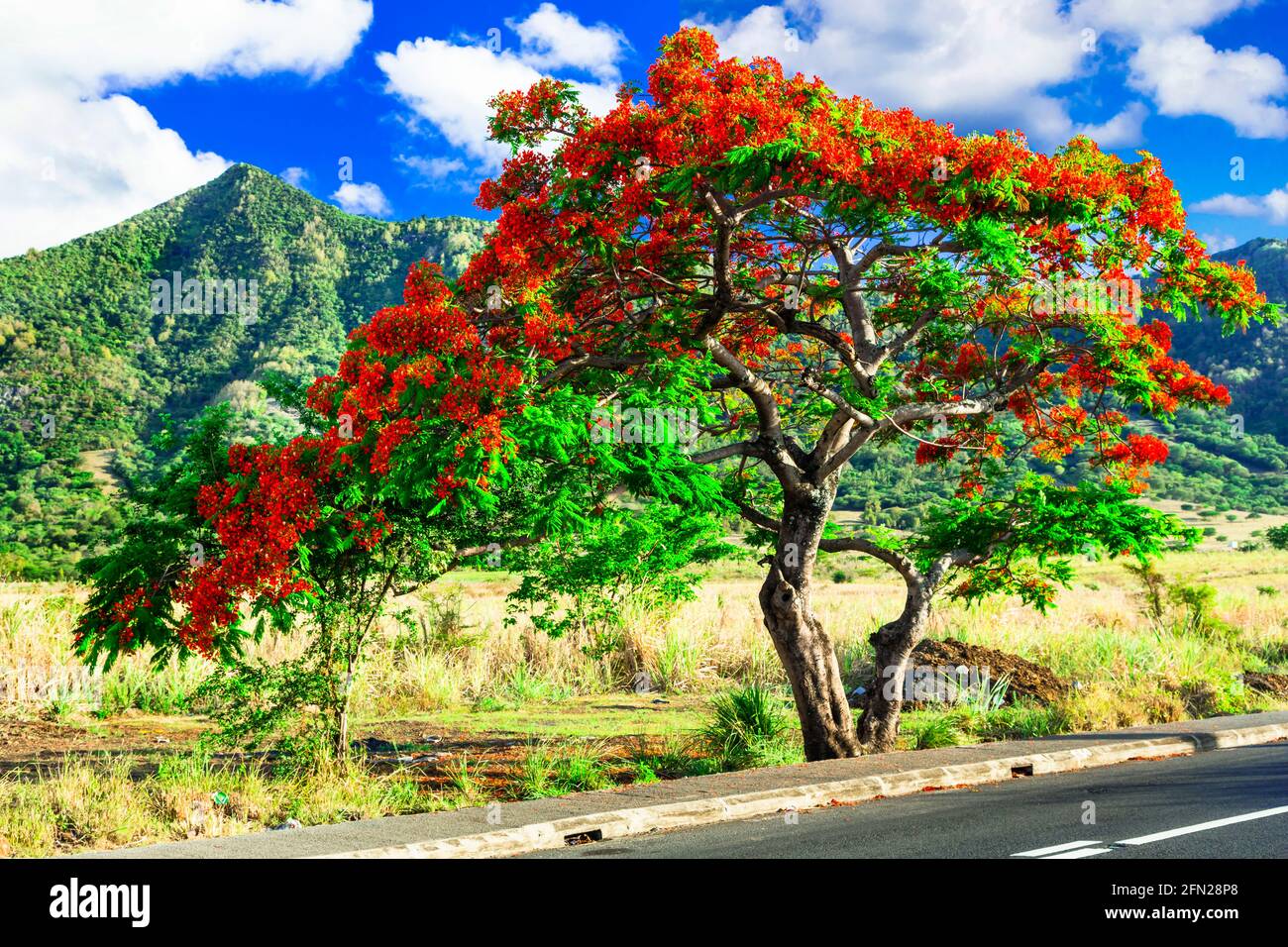 Naturaleza exótica de la isla tropical Mauricio. Flores rojas Árbol florido Flamboyant Foto de stock