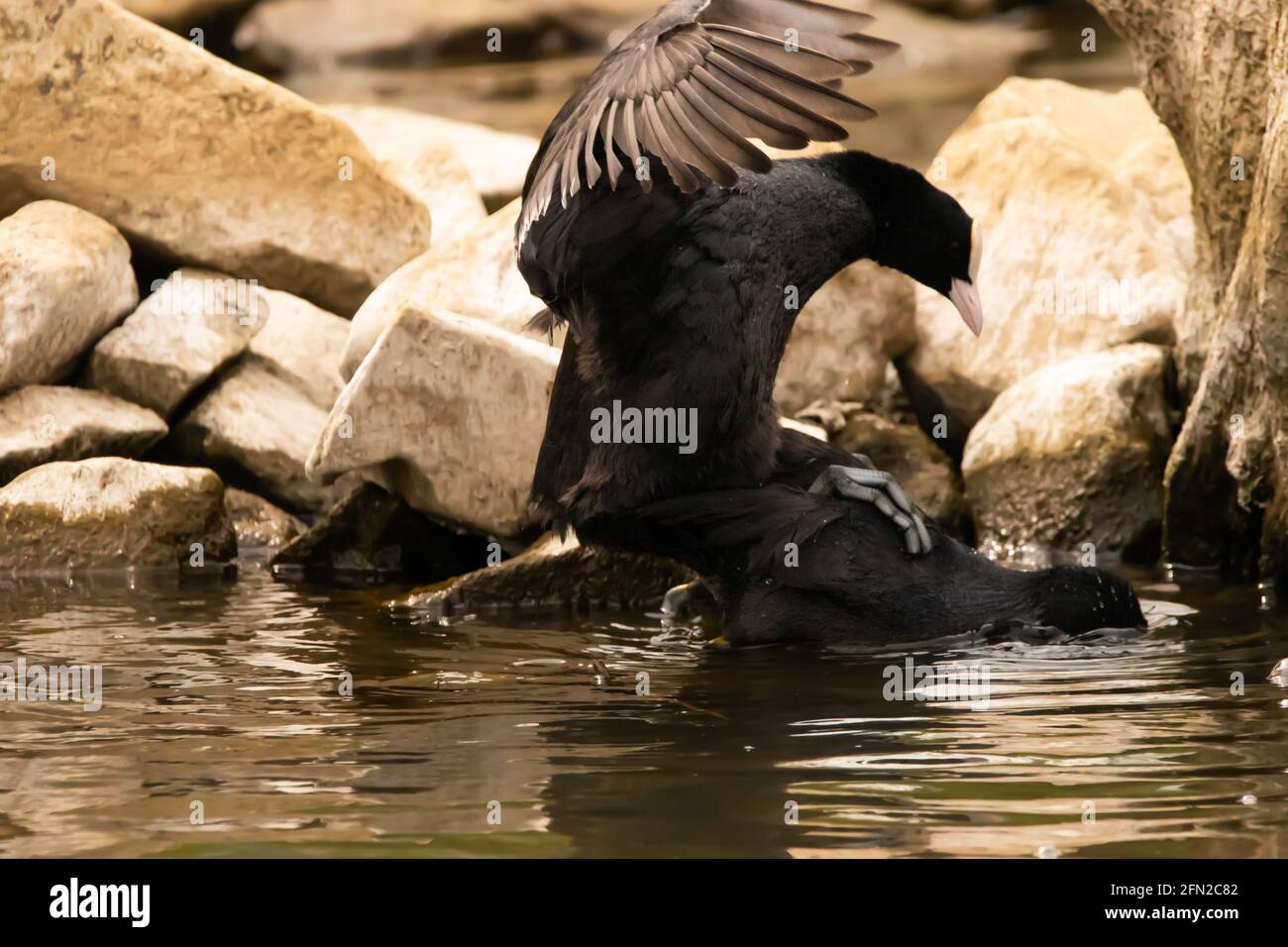 Dos patos como uno al otro en la bahía del lago de Constanza en Altenrhein en Suiza 28.4.2021 Foto de stock