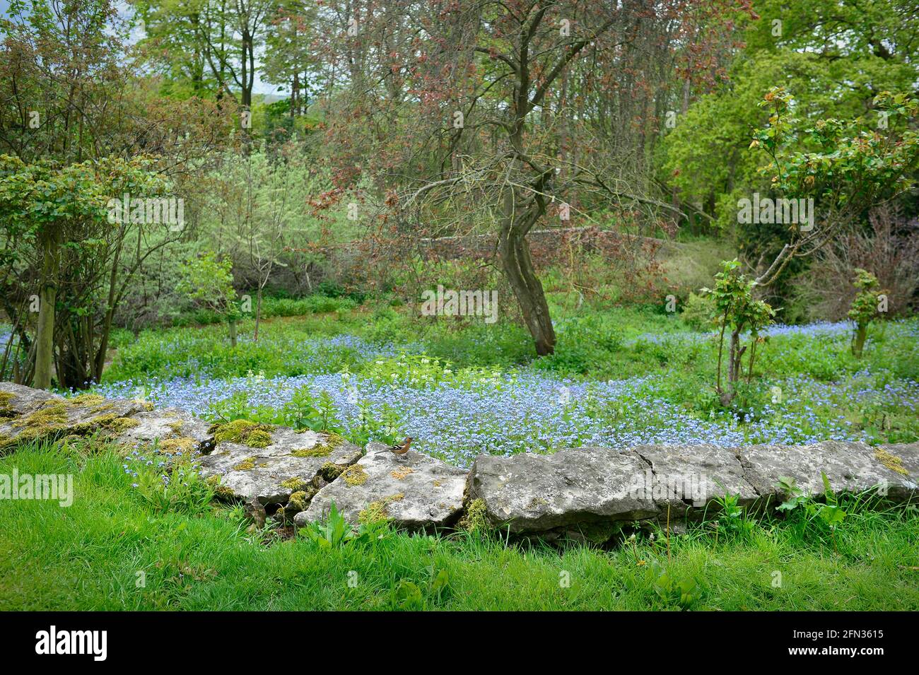 Chaffinch en Wildflower Garden Masham North Yorkshire Inglaterra Foto de stock