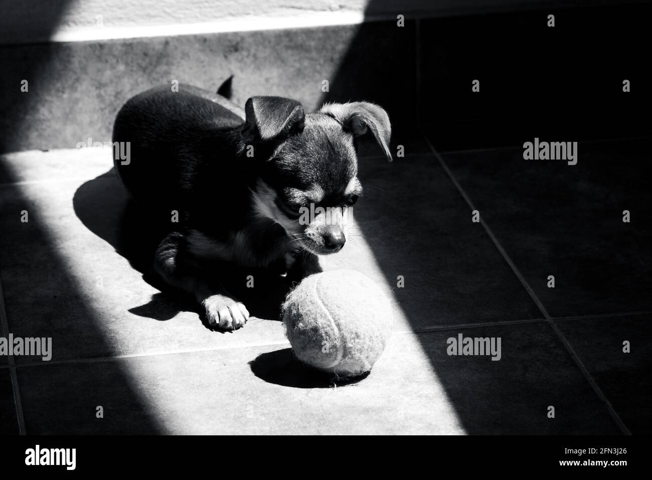Chihuahua Negro Y Marron Fotos E Imagenes De Stock Alamy
