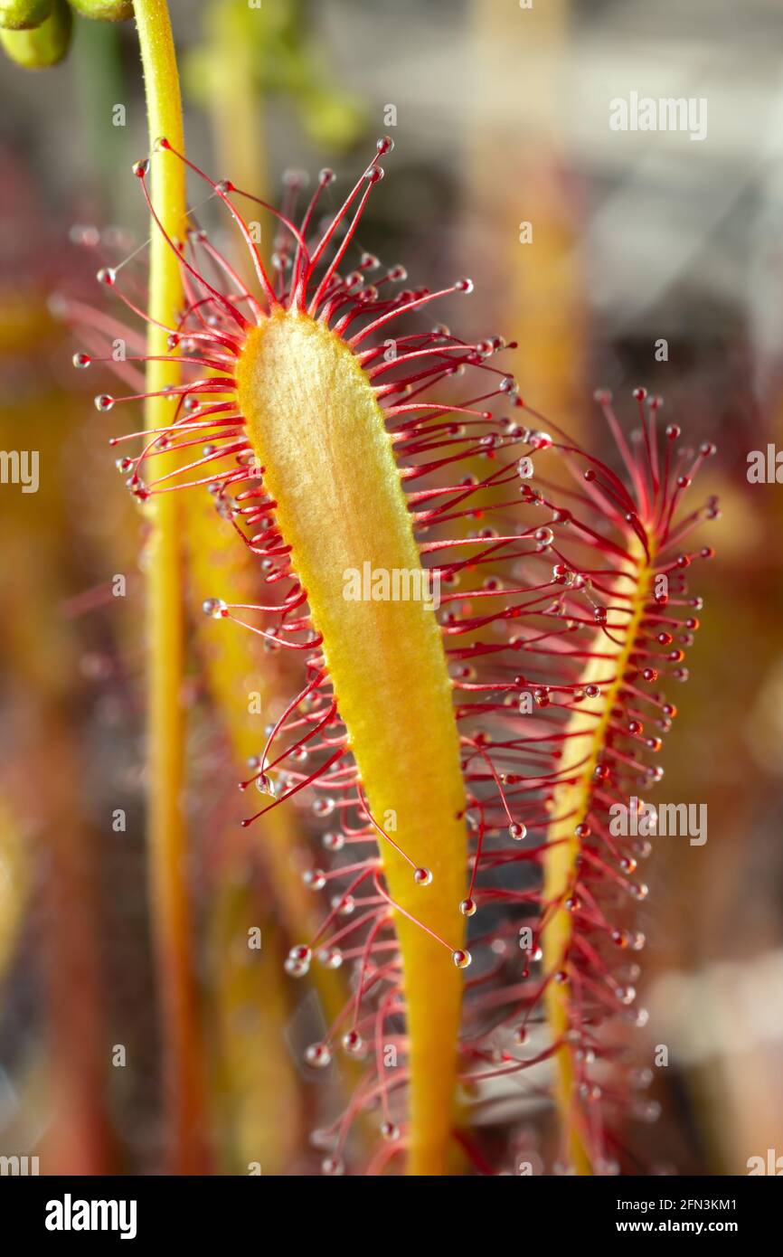 Gran sundew, Drosera anglica, macro foto Foto de stock