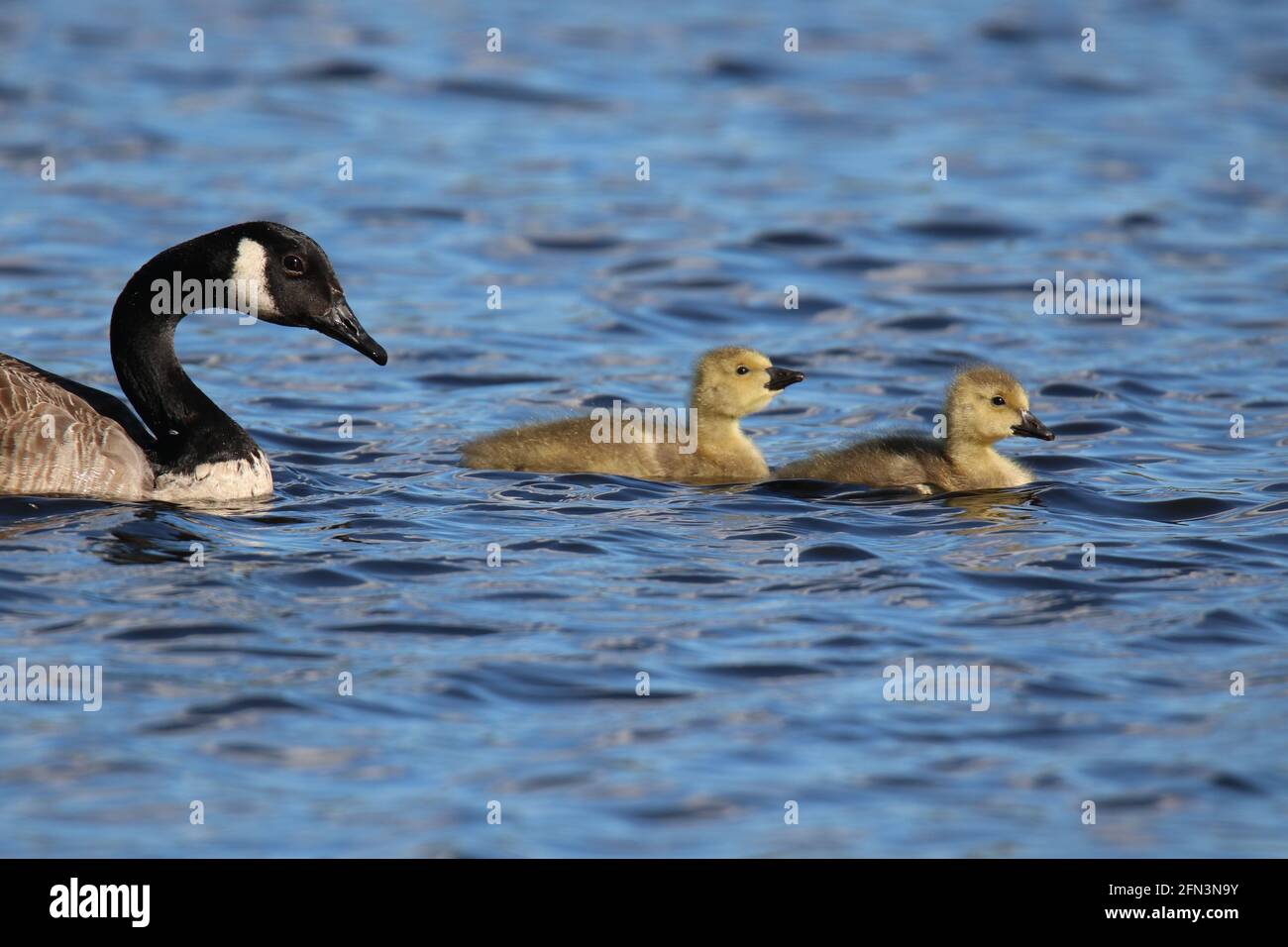 Dos jóvenes goslings de ganso de Canadá nadando con el ganso padre Foto de stock