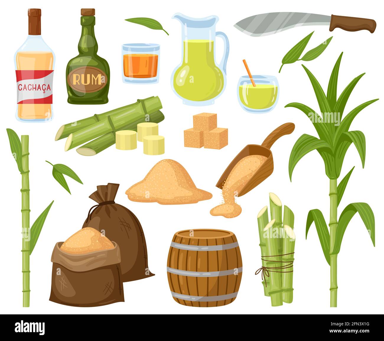 Caricatura caña de azúcar. Conjunto de ilustración de plantas de hoja de  caña de azúcar, cubos de azúcar, azúcar granulada y vector líquido  alcohólico de ron. Productos naturales de caña de azúcar