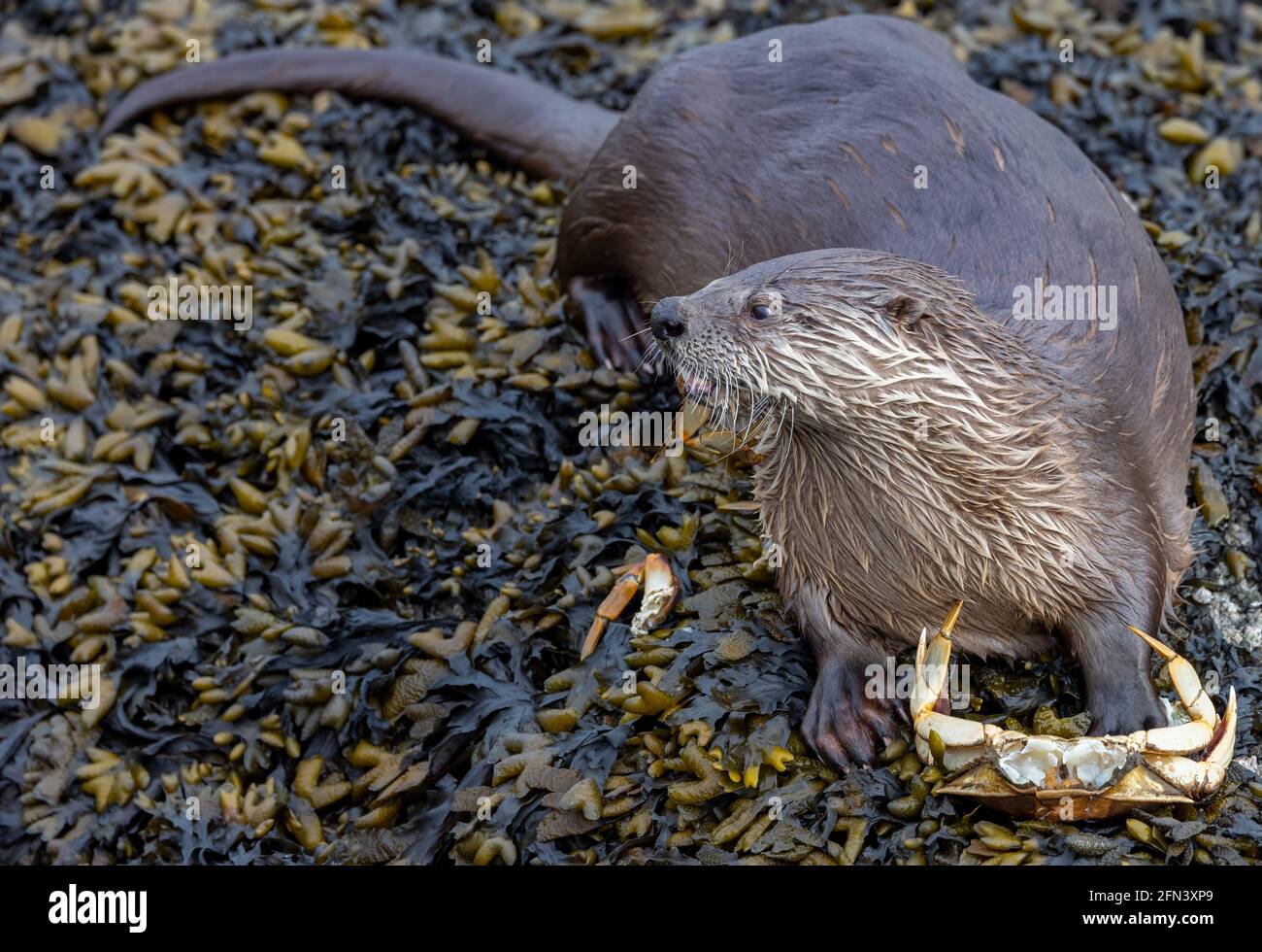 Río Otter comiendo un cangrejo en Victoria, BC, Canadá Foto de stock