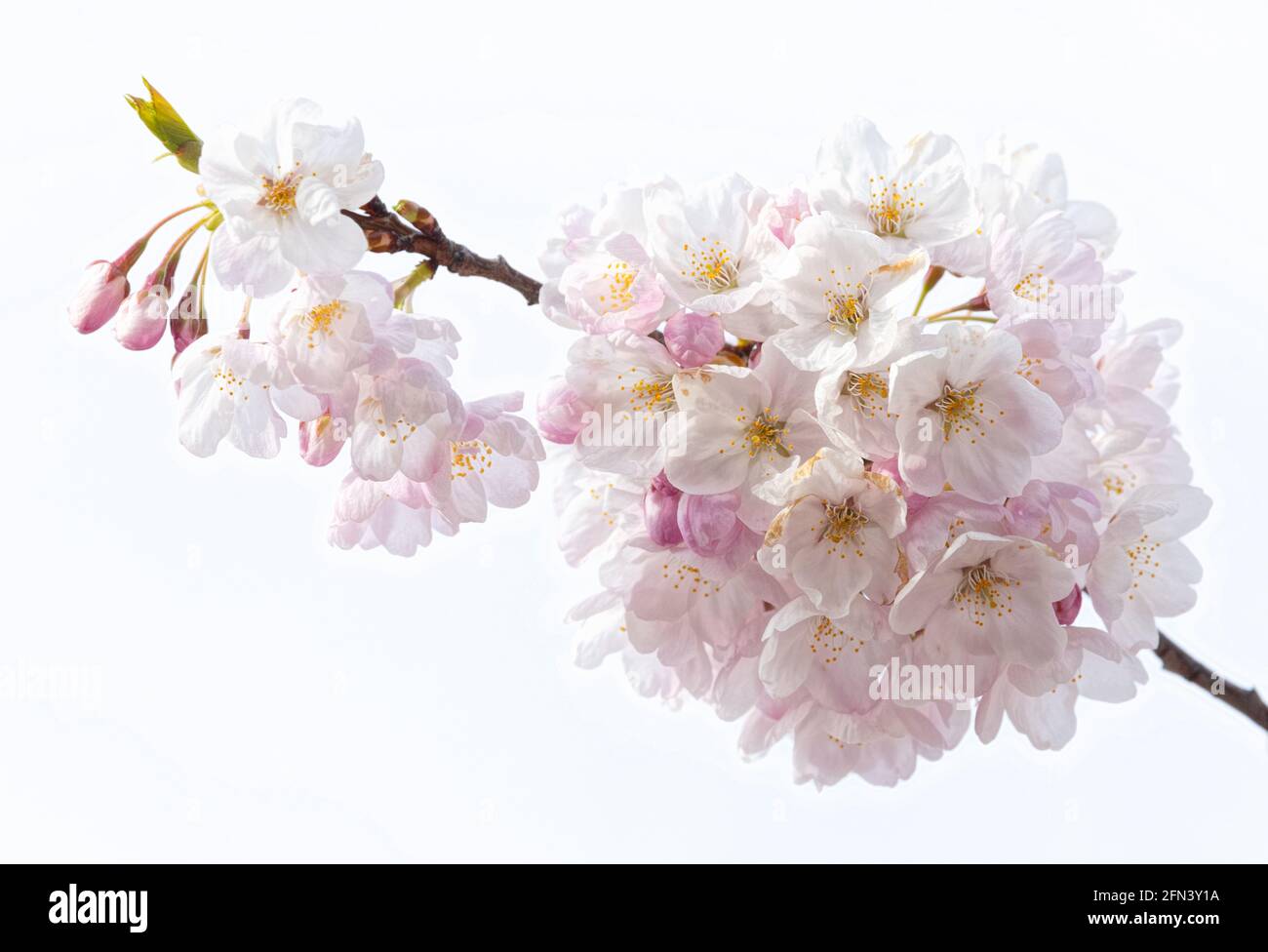 Rama de los cerezos en flor fotografías e imágenes de alta resolución -  Alamy