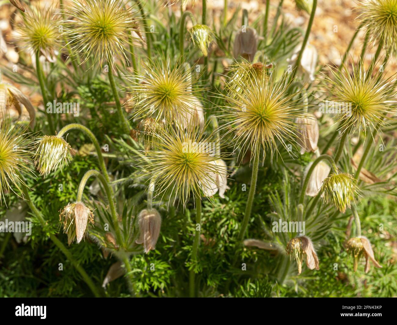 Pasque flor cabezas de semillas en un jardín Foto de stock