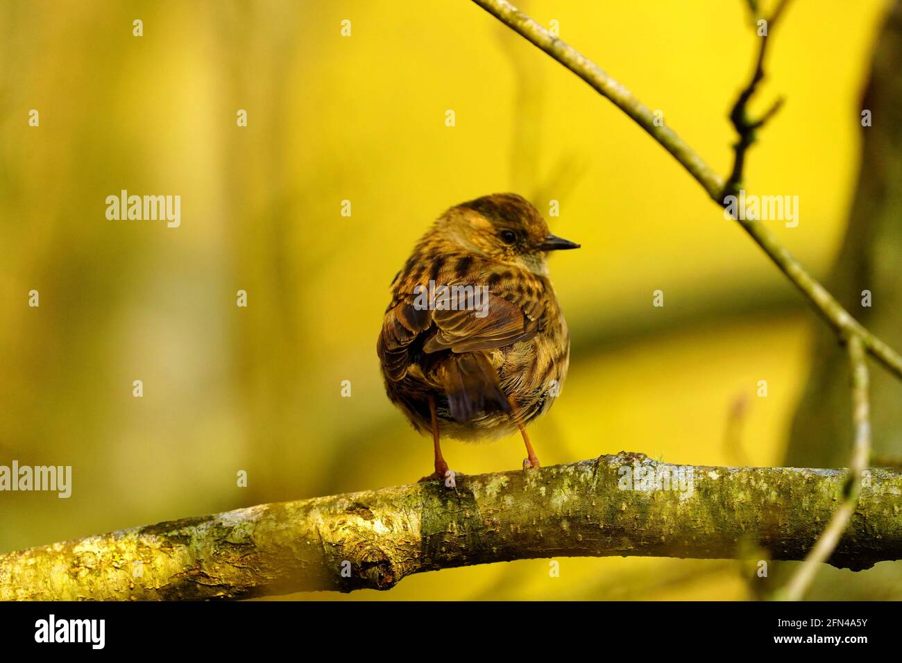 Mandarin duck nest box fotografías e imágenes de alta resolución Alamy