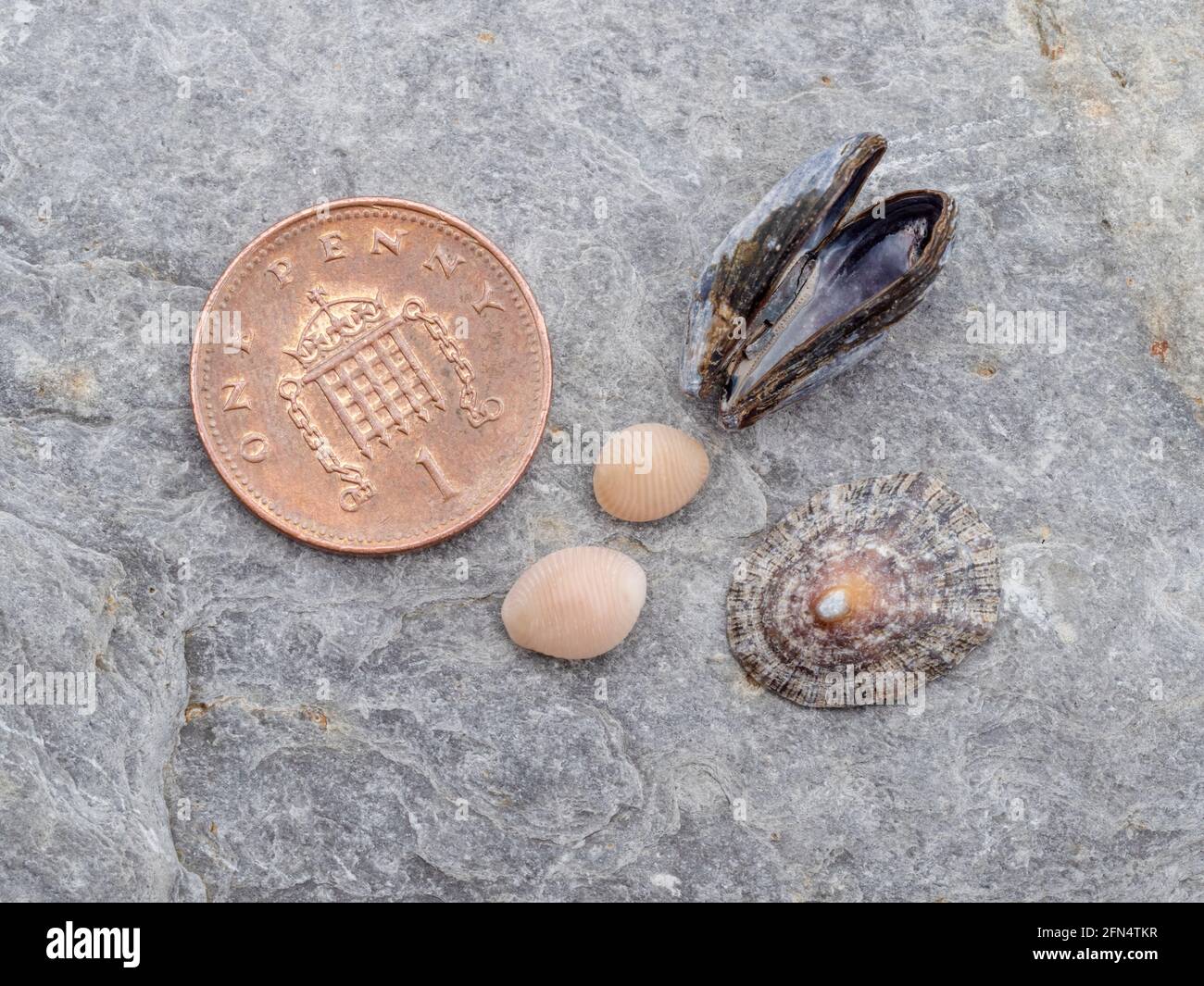 Pequeñas conchas marinas encontradas en la playa de North Devon, incluyendo Trivia arctica, la cowrie norteña. Foto de stock