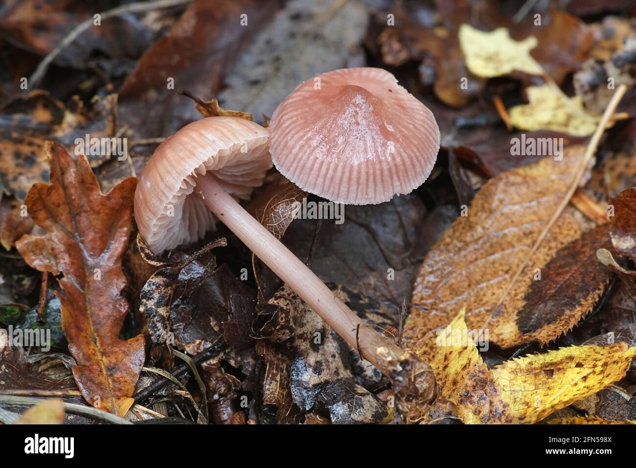 Mycena pura, conocido como el capot de color lila, wild hongo venenoso de Finlandia Foto de stock