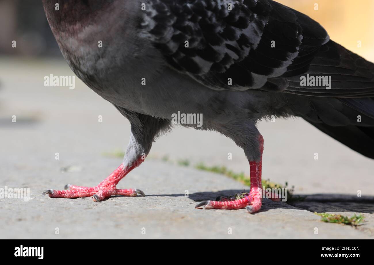 Detalle de las patas de una paloma urbana gorda caminando en la plaza de la ciudad Foto de stock