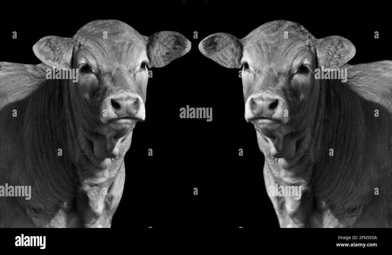 Dos vacas del yute Cara de cierre en el fondo negro Foto de stock