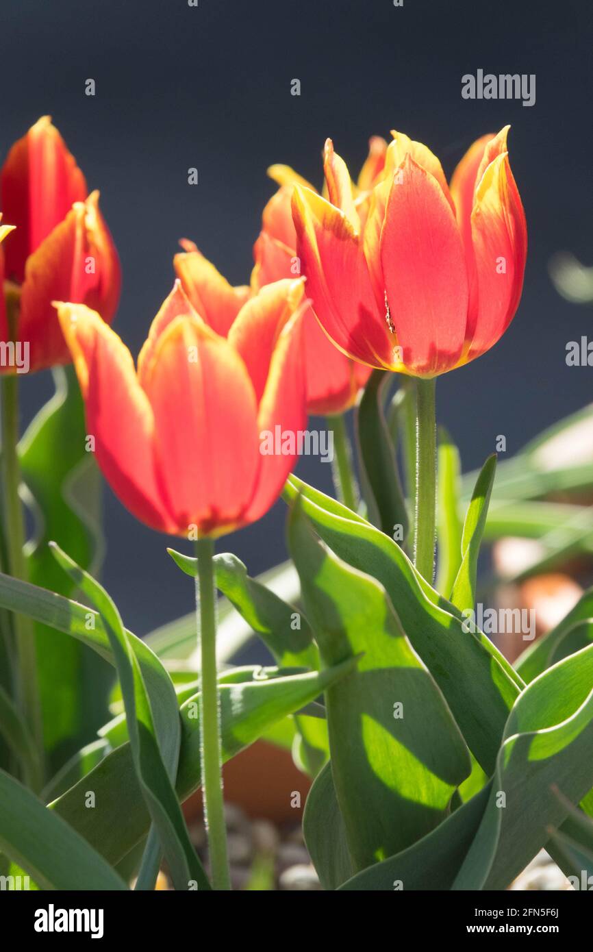 Tulipa schrenkii flor Tulipanes rojos Foto de stock