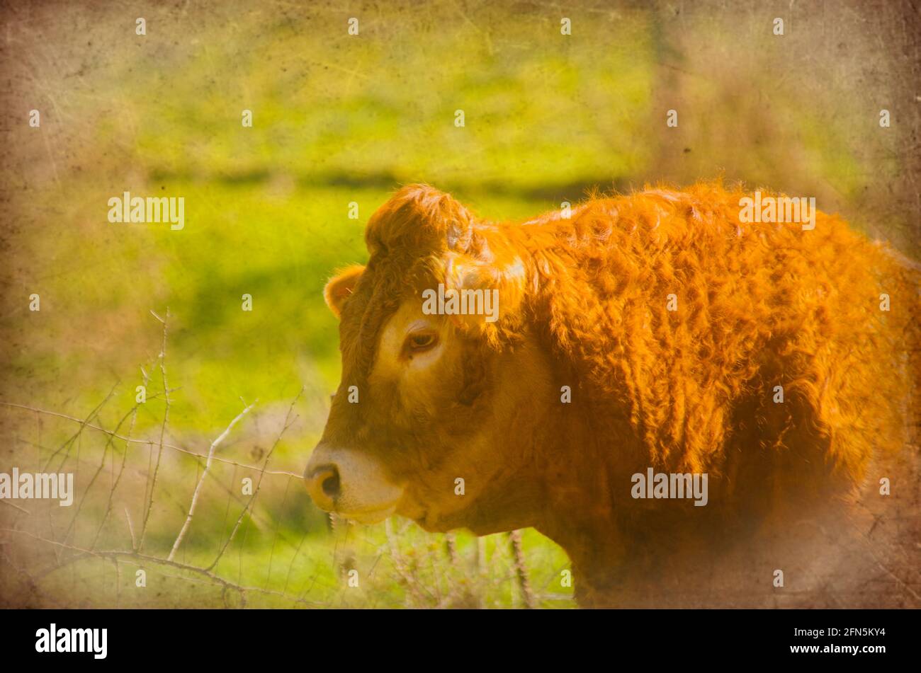vaca rural : ganadera de zona montañosa. Foto de stock