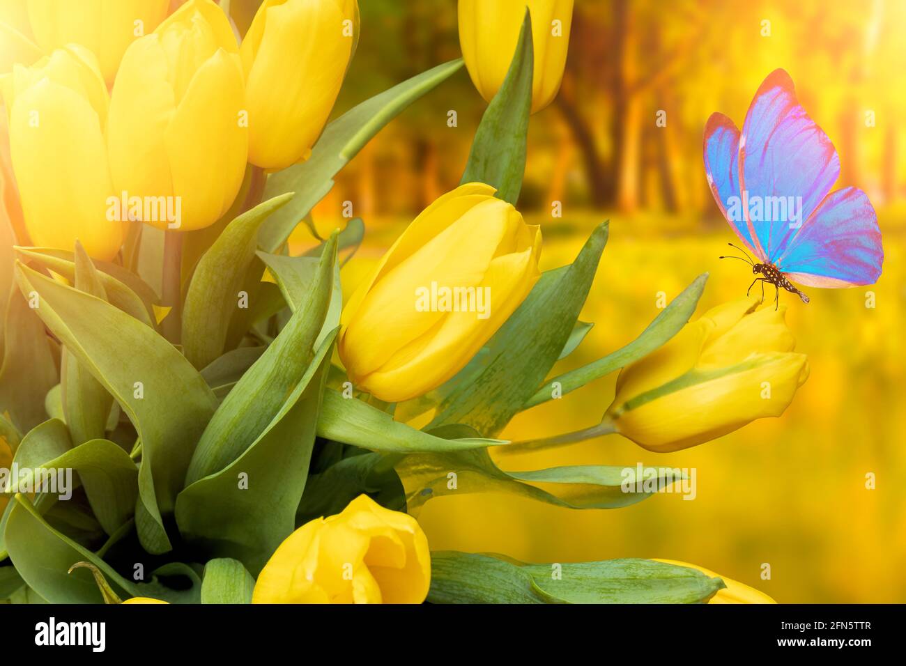 Postal de verano. Tulipanes amarillos con mariposa azul en el parque en  verano. Fotografías de alta calidad Fotografía de stock - Alamy