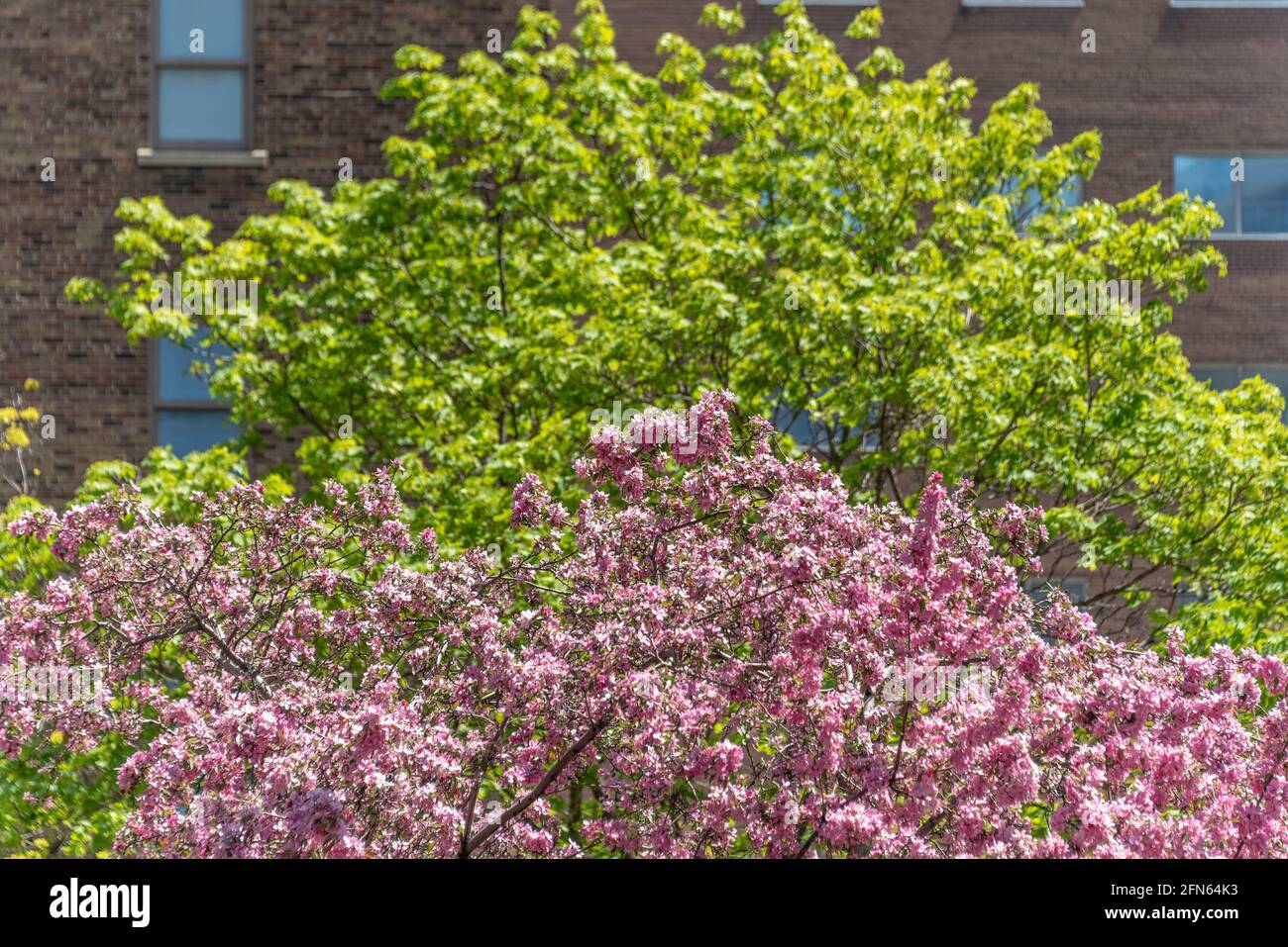 Contraste verde y rosa en los árboles de la Avenida de la Universidad. Llegada en temporada de primavera a Toronto, Canadá Foto de stock