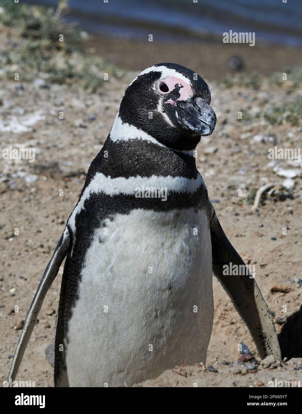 Pingüino magallánico en la costa de la península de Valdes Patagonia Argentina Foto de stock