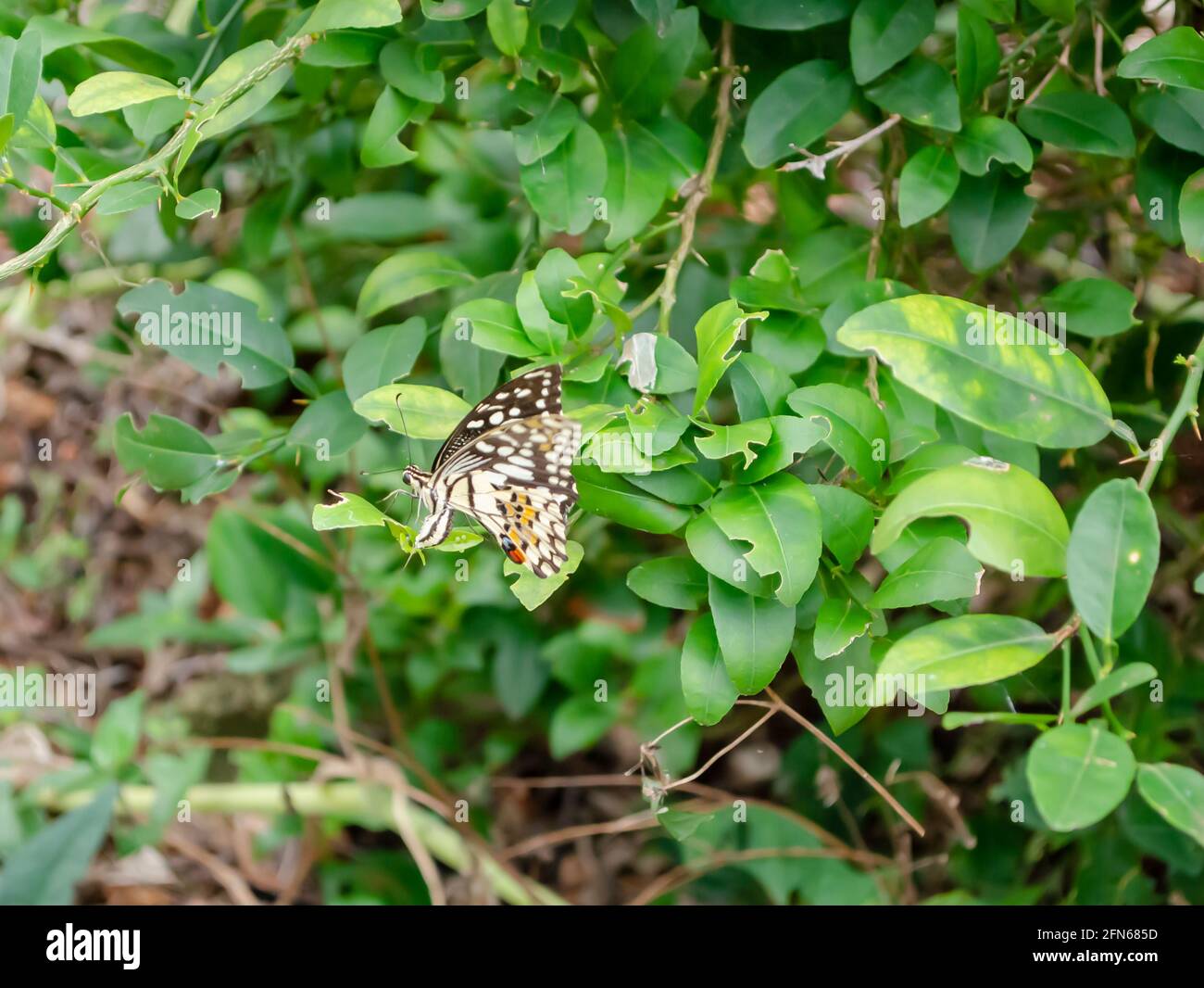 Hermosa mariposa en Lime Tree Foto de stock