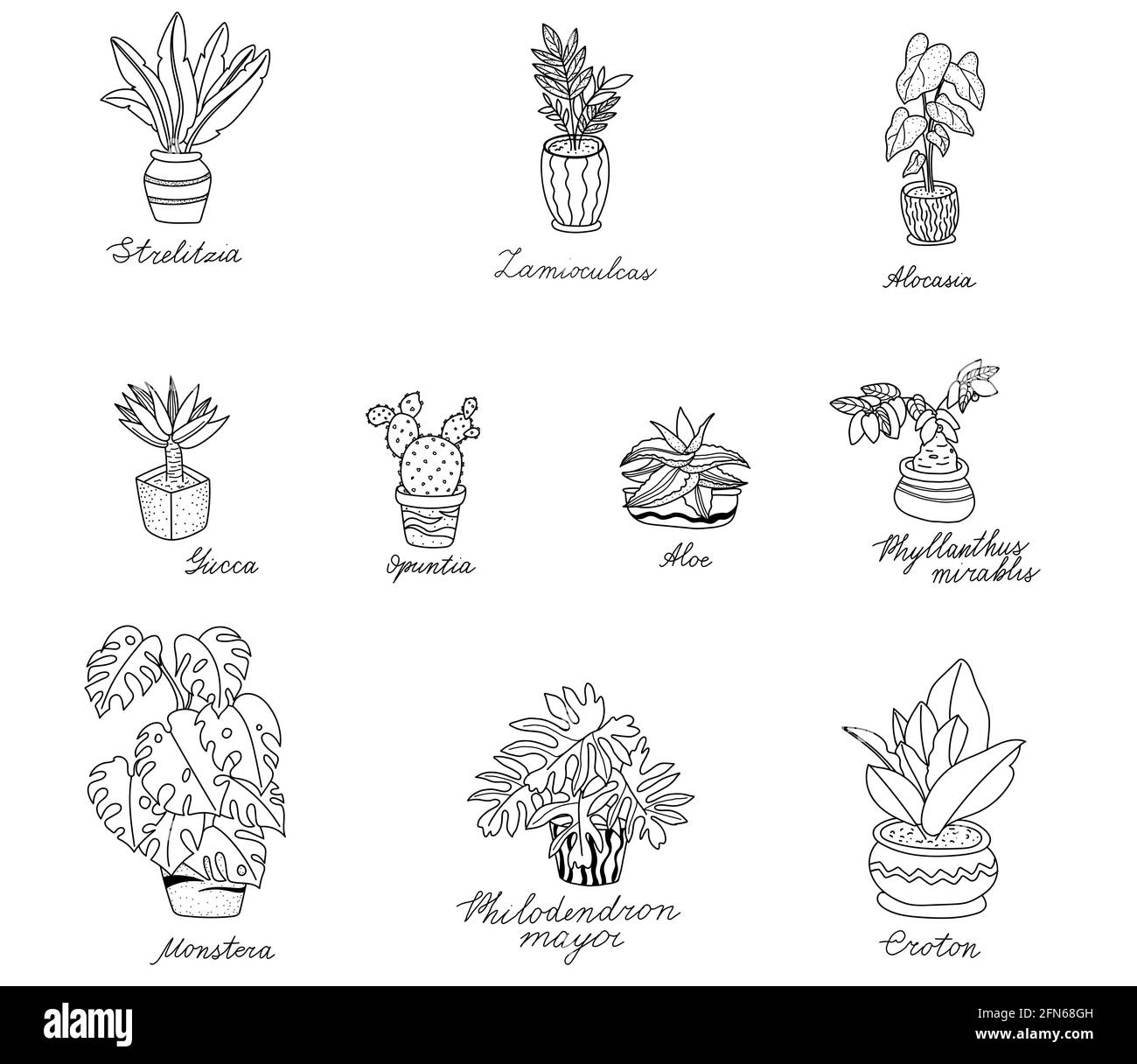 Plantas tropicales de la casa dibujadas a mano. Flores de fideos Ilustración del Vector