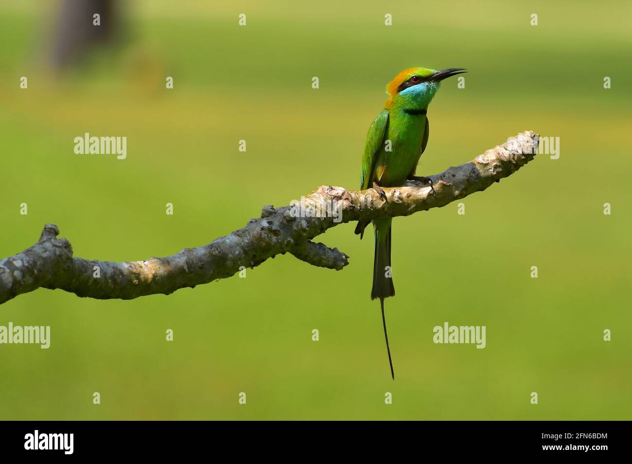 Bee-eater, Taj Exotica, Goa, India Foto de stock