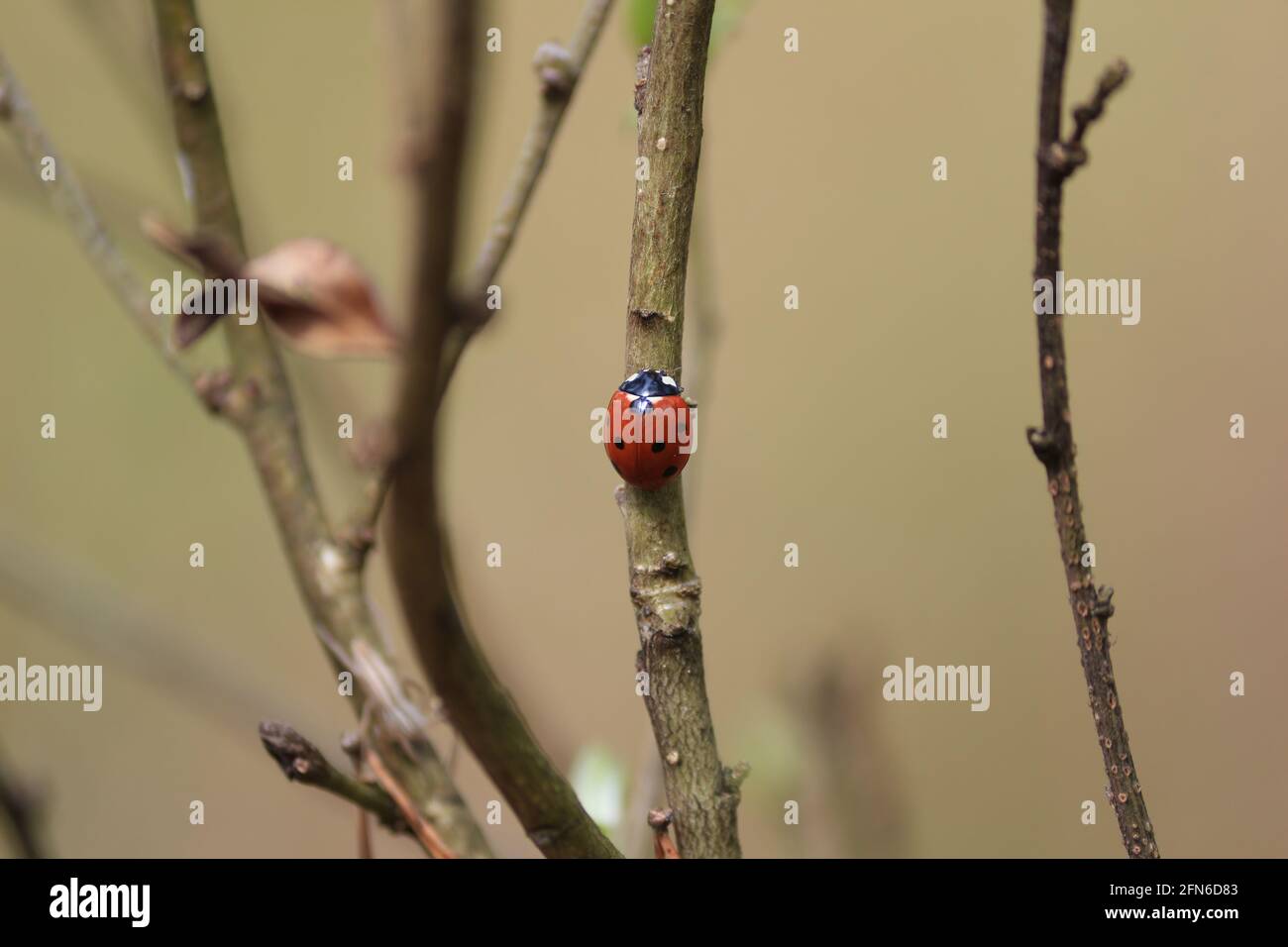 La mariquita de siete manchas se sienta en un arbusto bajo la luz del sol durante la primavera. Coccinella septempunctata, Beetle de la Virgen de siete manchas. Foto de stock