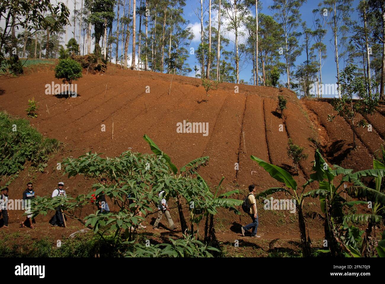 Adoptantes de árboles caminando por un sendero debajo de un campo agrícola dentro del Parque Nacional Monte Gede Pangrango, Java Occidental, Indonesia; fotografiados en un fondo de eucaliptos después de un programa de adopción de árboles en 2013, una parte del proyecto de reforestación en el parque. Foto de stock