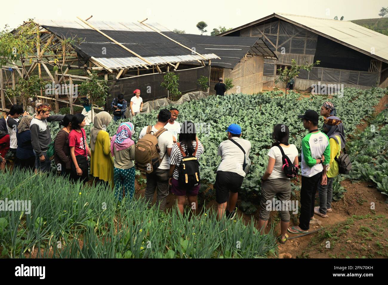 Los visitantes reciben explicaciones sobre la agricultura orgánica, una de las fuentes alternativas de ingresos para los agricultores y aldeanos de la aldea de Sarongge, Java Occidental, Indonesia. Foto de stock