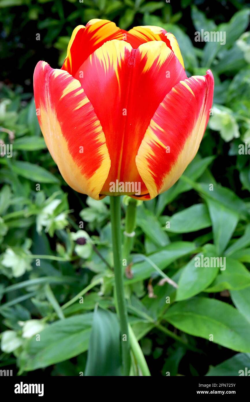 Tulipa 'Banja Luka' Darwin híbrido 4 Tulipán Banja Luka - flores amarillas,  rayas rojas gruesas, llama amarilla buff, mayo, Inglaterra, REINO UNIDO  Fotografía de stock - Alamy