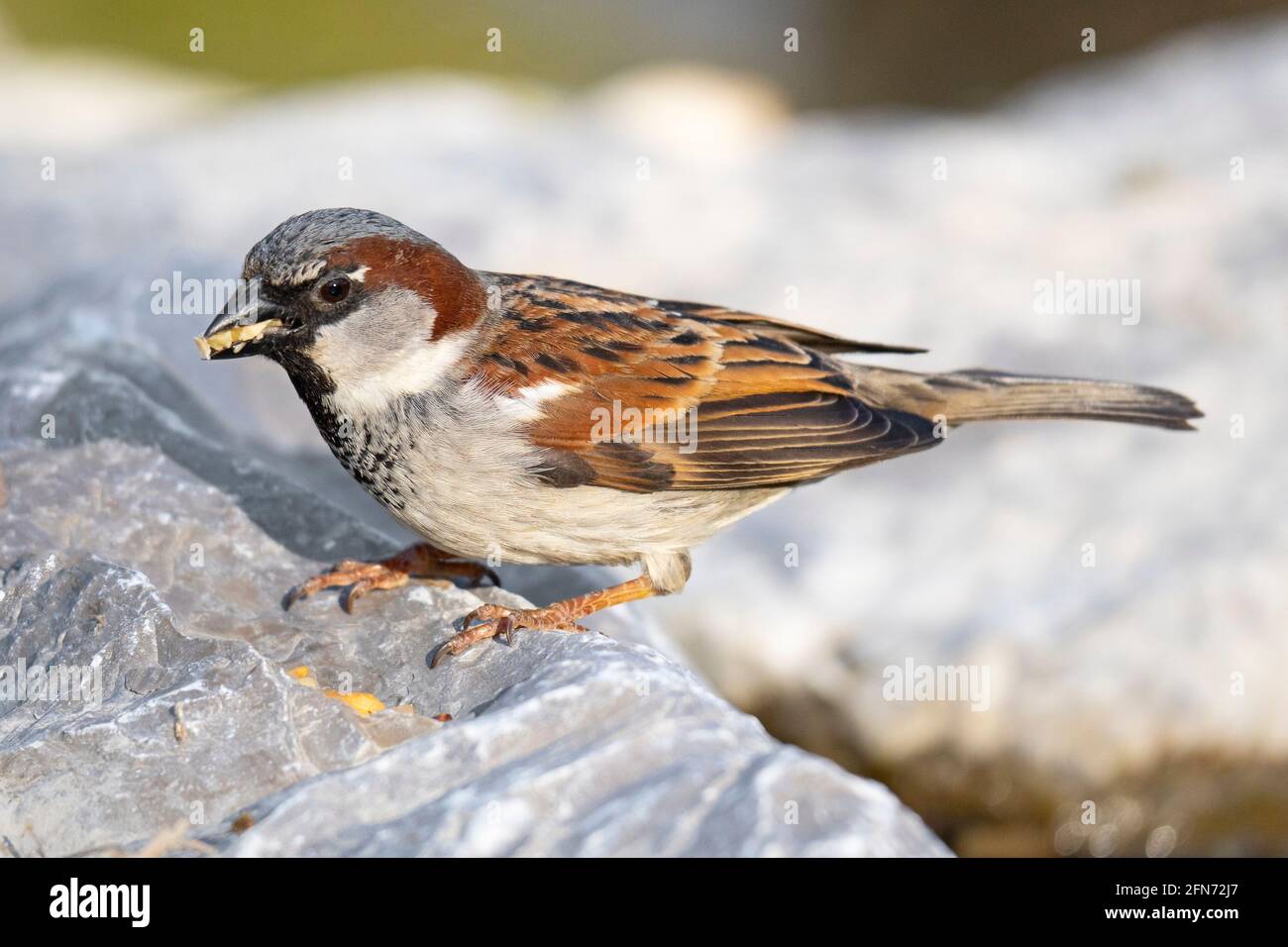 Casa Sparrow, (Passer domesticus), Sparrow macho en plumaje de cría, pájaro en primavera Foto de stock