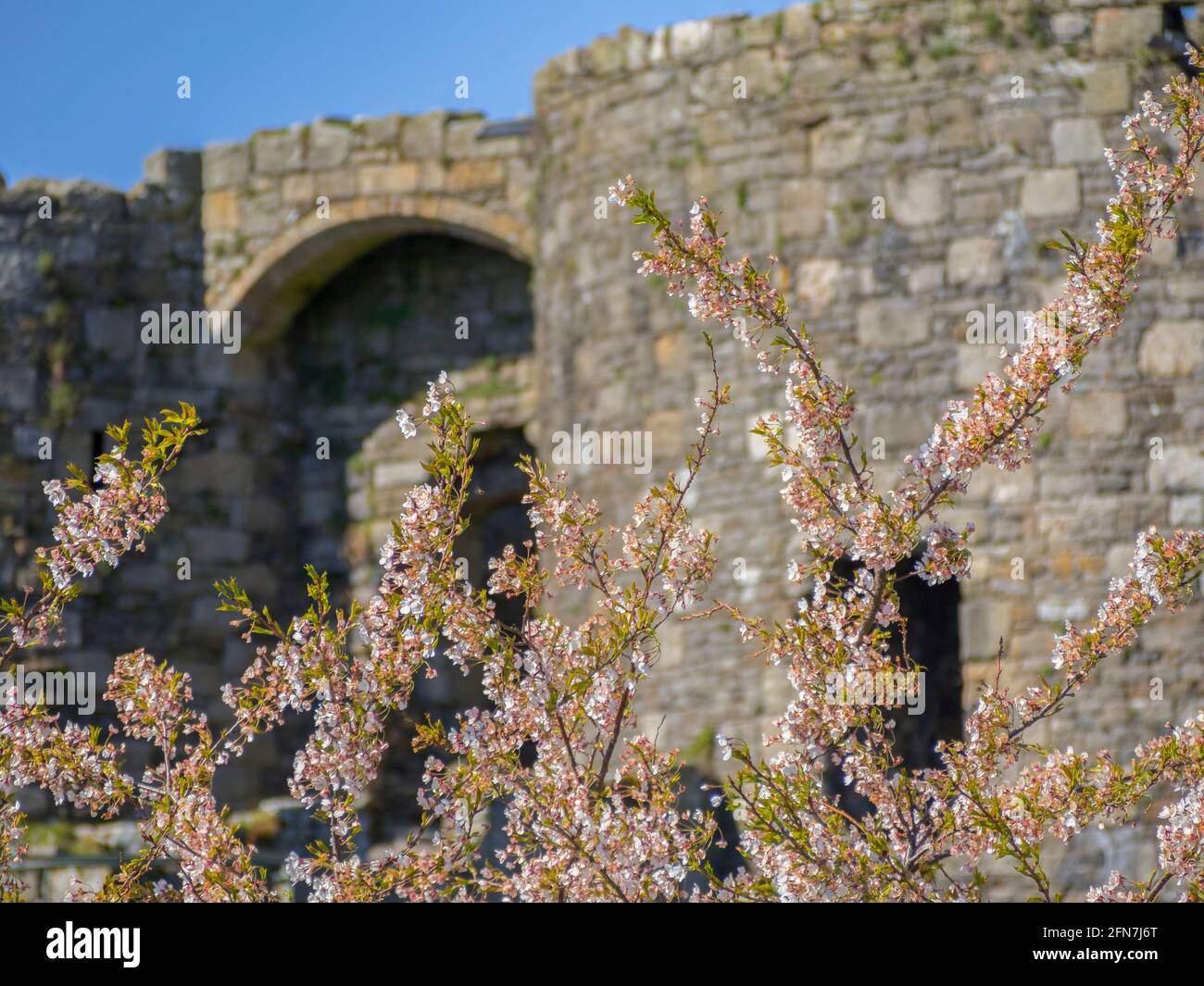 Flor de primavera en el Castillo de Beaumaris, Anglesey, Gales del Norte. Foto de stock