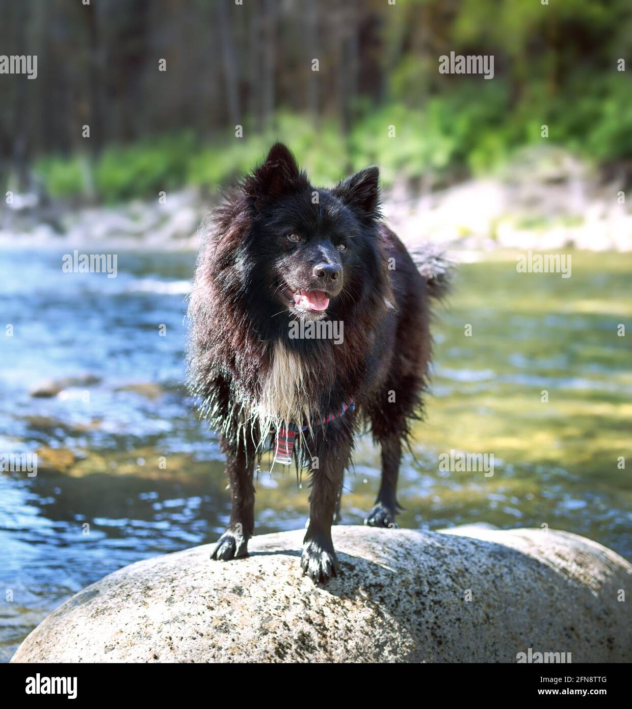 Perro mojado de pie en la roca en la rive delantera, esperando que el propietario tire un palo. Un pastor negro empapado x perro keeshond ha estado nadando o jugando yo Foto de stock