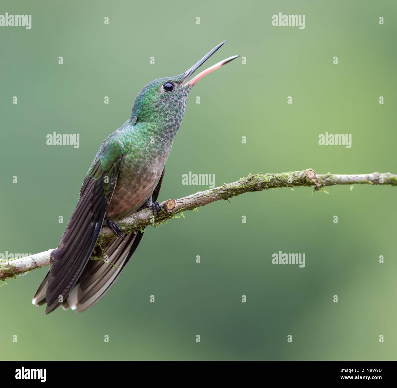 Escamosa-breasted Hummingbird (Phaeochroa cuvierii) es un colibrí de América Central y del sur que va desde Guatemala hasta el norte de Colombia Foto de stock