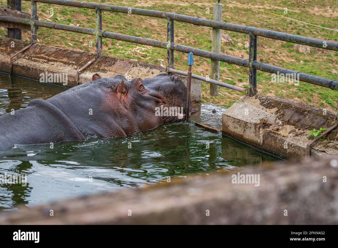 Hipopótamo en el agua dentro del recinto del zoológico Foto de stock