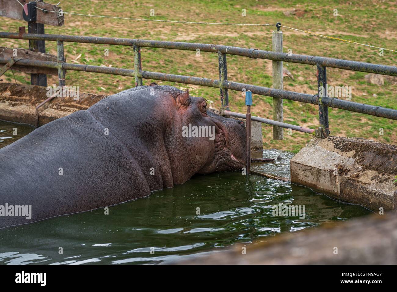 Hipopótamo en el agua dentro del recinto del zoológico Foto de stock