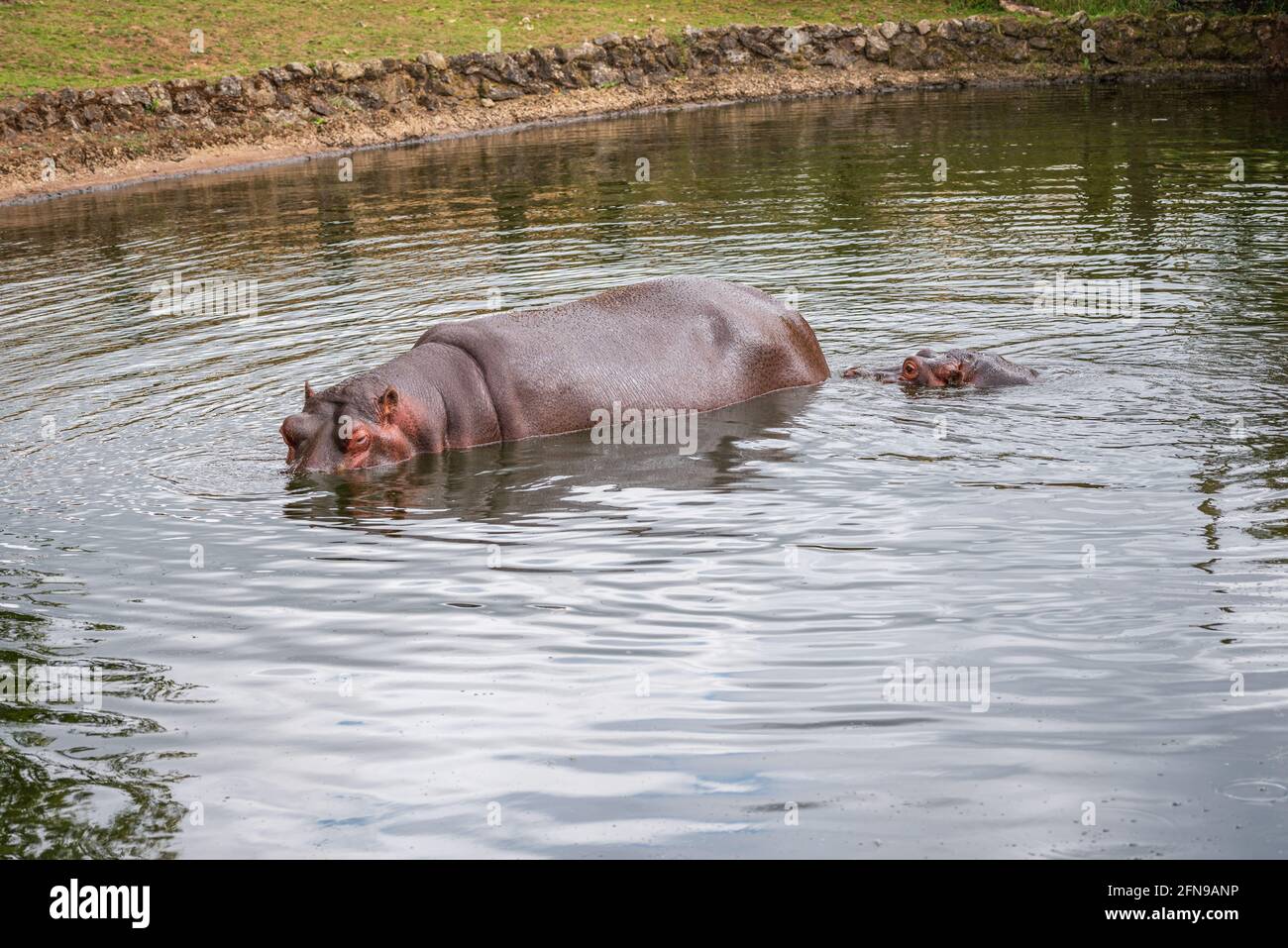 Hipopótamo en el agua dentro del recinto del zoológico Foto de stock