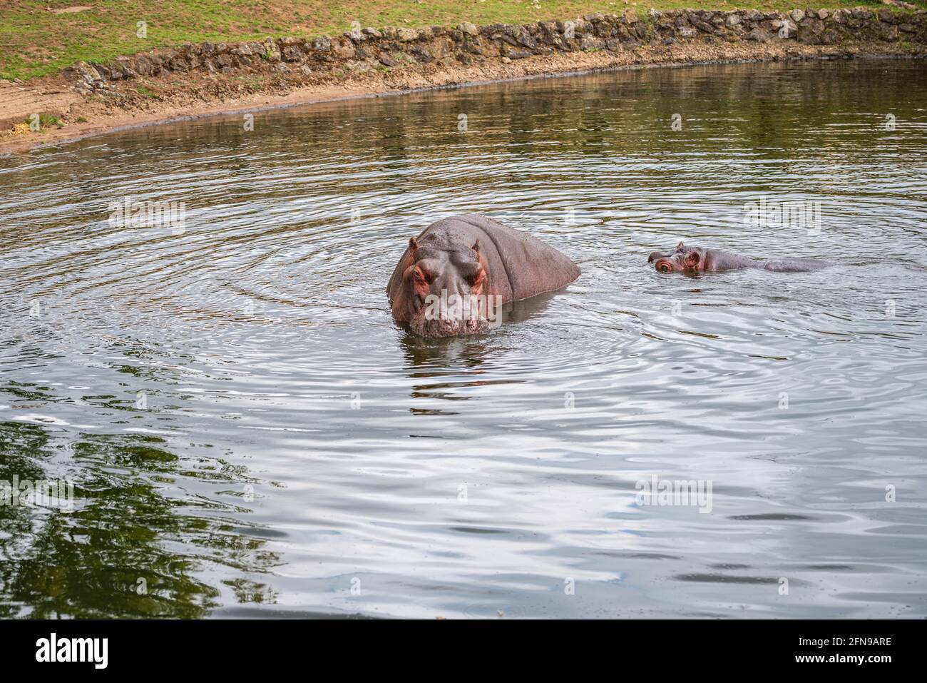 Hipopótamo en el agua dentro del recinto del zoológico Foto de stock