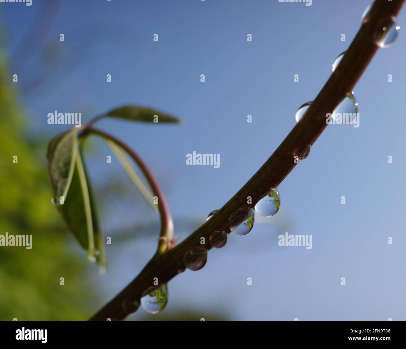 Gotas de lluvia en los tallos de una planta trepadora contra un cielo azul. El reflejo de una hoja se puede ver en las gotas. La planta es una akebia de cinco hojas. Foto de stock