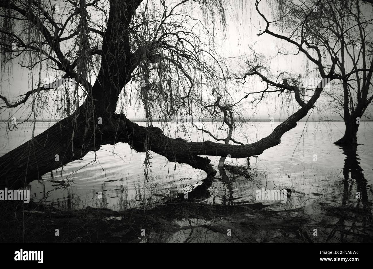 Arbol de sauce lloron blanco y negro Fotos e Imágenes de stock Alamy