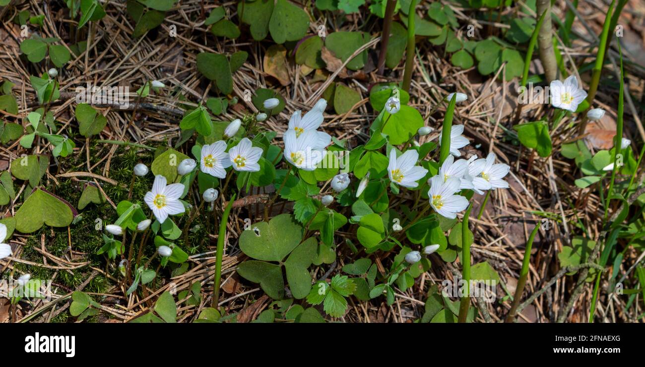 Oxalis Acetosella Es Una Planta De Flores Rizomatosas De La Familia Sorrel Fotografía De Stock