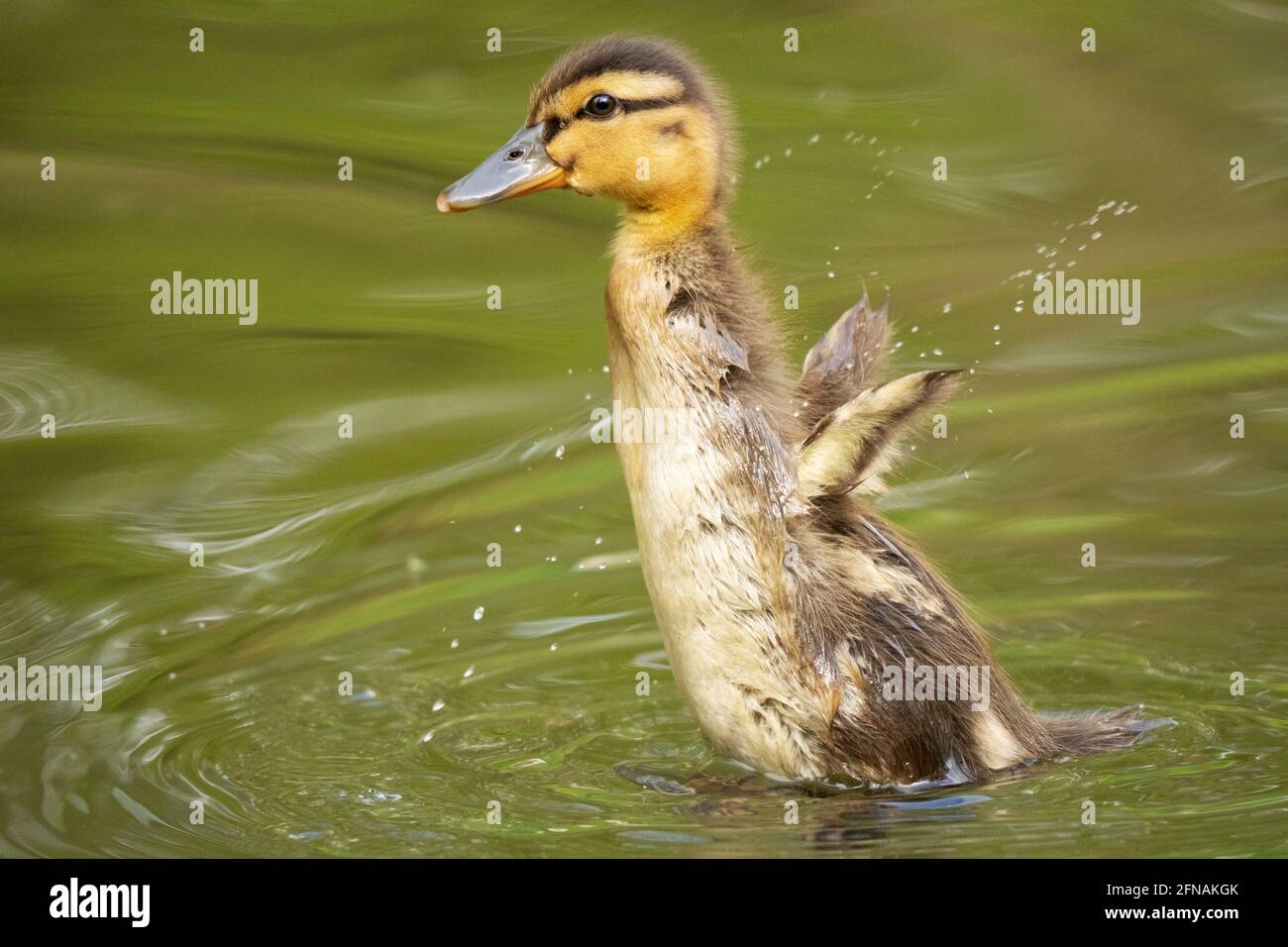 Mallard Duckling en primavera, extendiendo sus alas Foto de stock