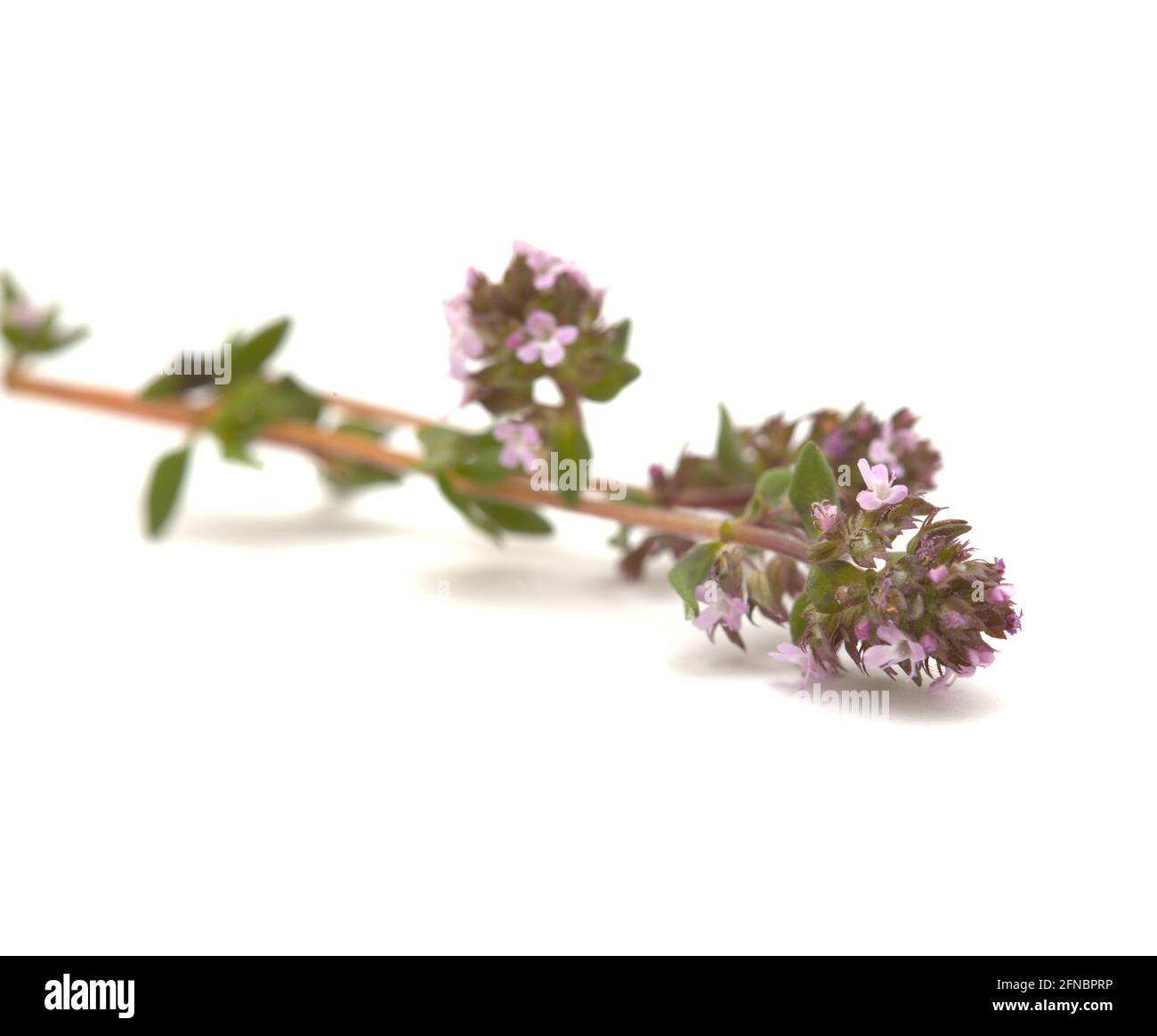 Flora de Gran Canaria Thymus vulgaris, tomillo común aislado sobre