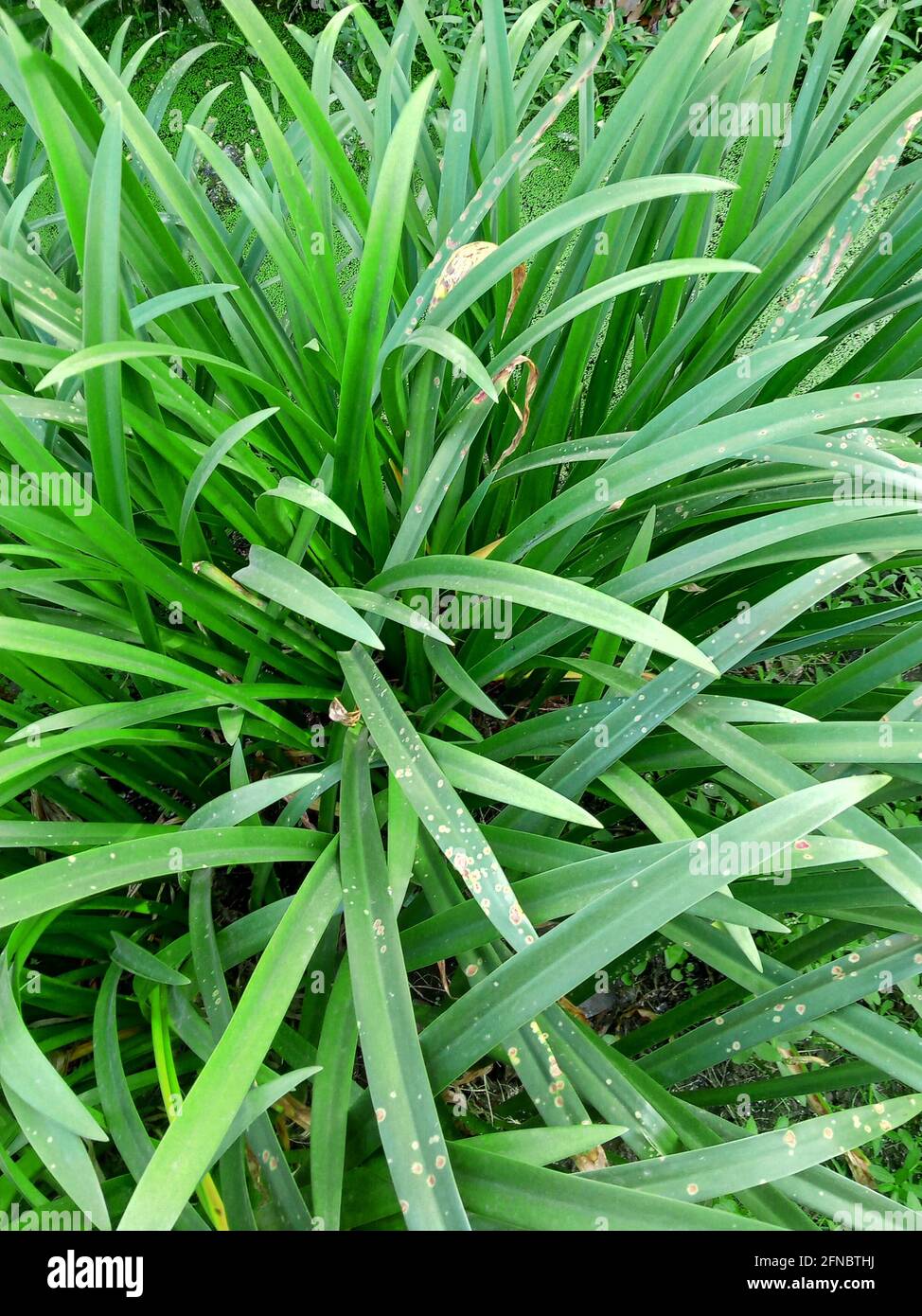 Planta con largas hojas verdes fotografías e imágenes de alta resolución -  Alamy