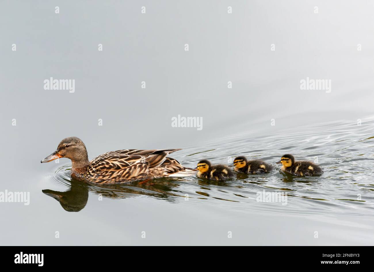 Tres jóvenes patos de Mallard (Anas platyrhynchos), nadan en una línea detrás de su madre. Estos patos tienen sólo unos días de antigüedad Foto de stock