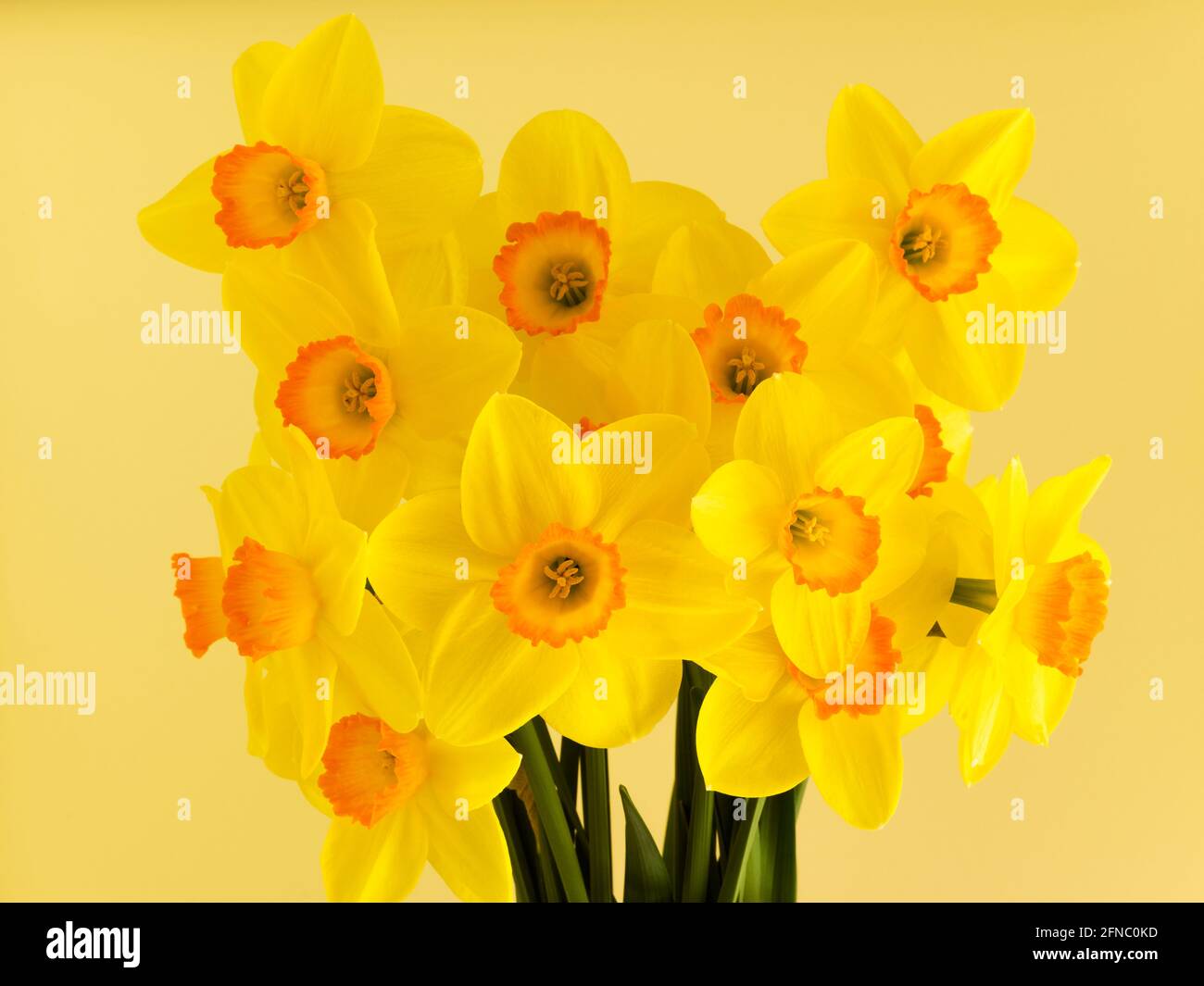 Arreglo floral de narcisos. Para describir todos o algunos de los miembros del género se utilizan varios nombres comunes, incluidos el daffodil, el narciso y el jonquil. Foto de stock