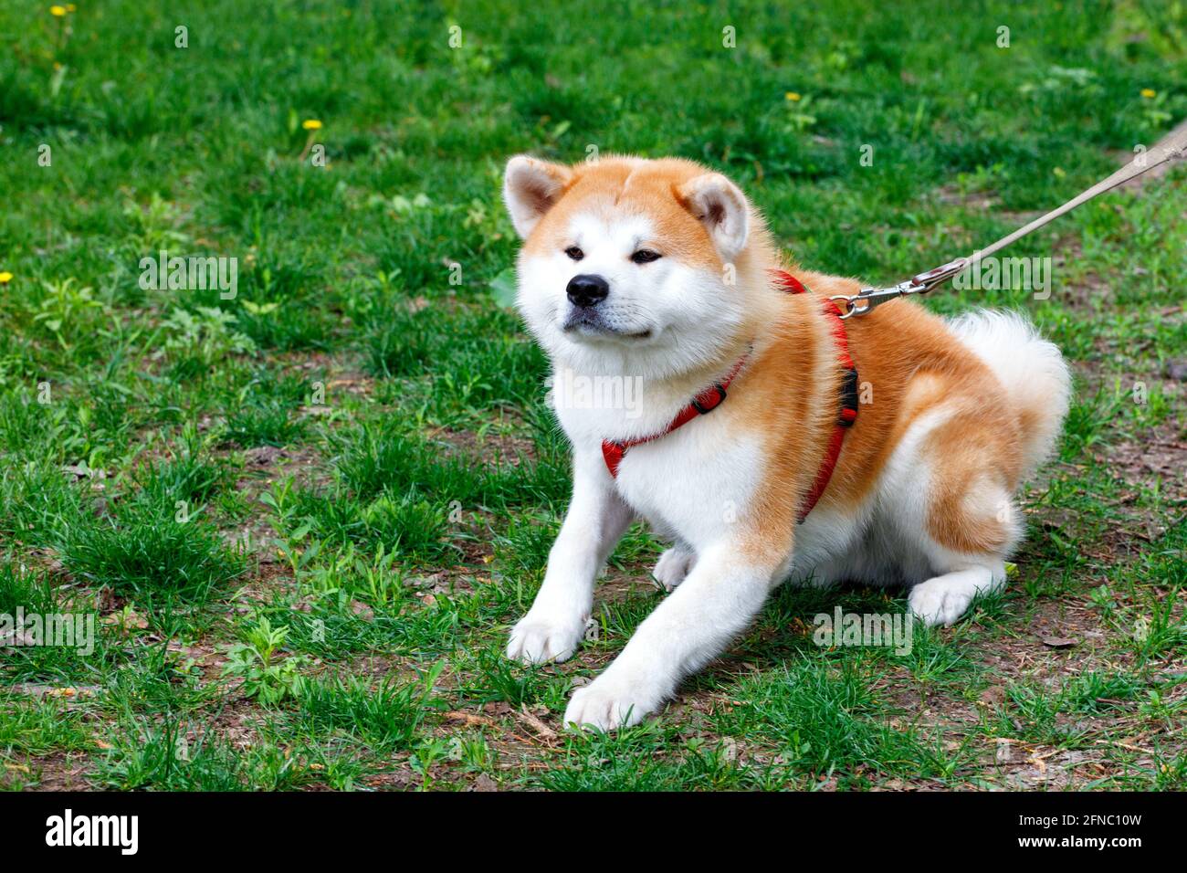 Perro japonés Akita Inu raza con un hermoso blanco-naranja esponjoso abrigo  yace en la calle en el césped verde. Espacio de copia Fotografía de stock -  Alamy