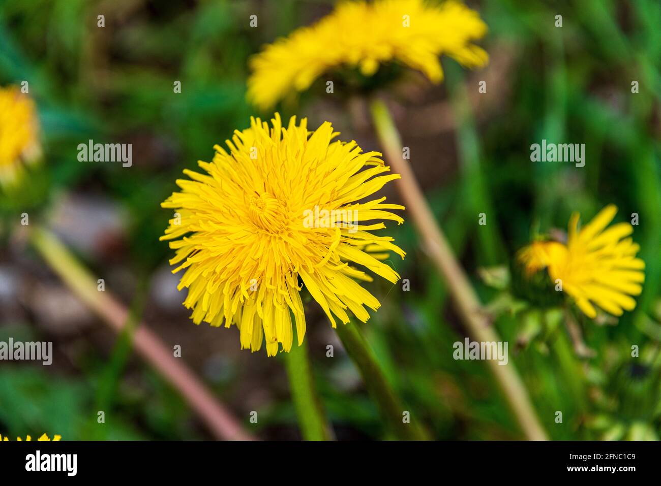 Die gelbe Blüte eines Löwenzahns (Taraxacum) an einem Feldrand im Frühjahr Foto de stock