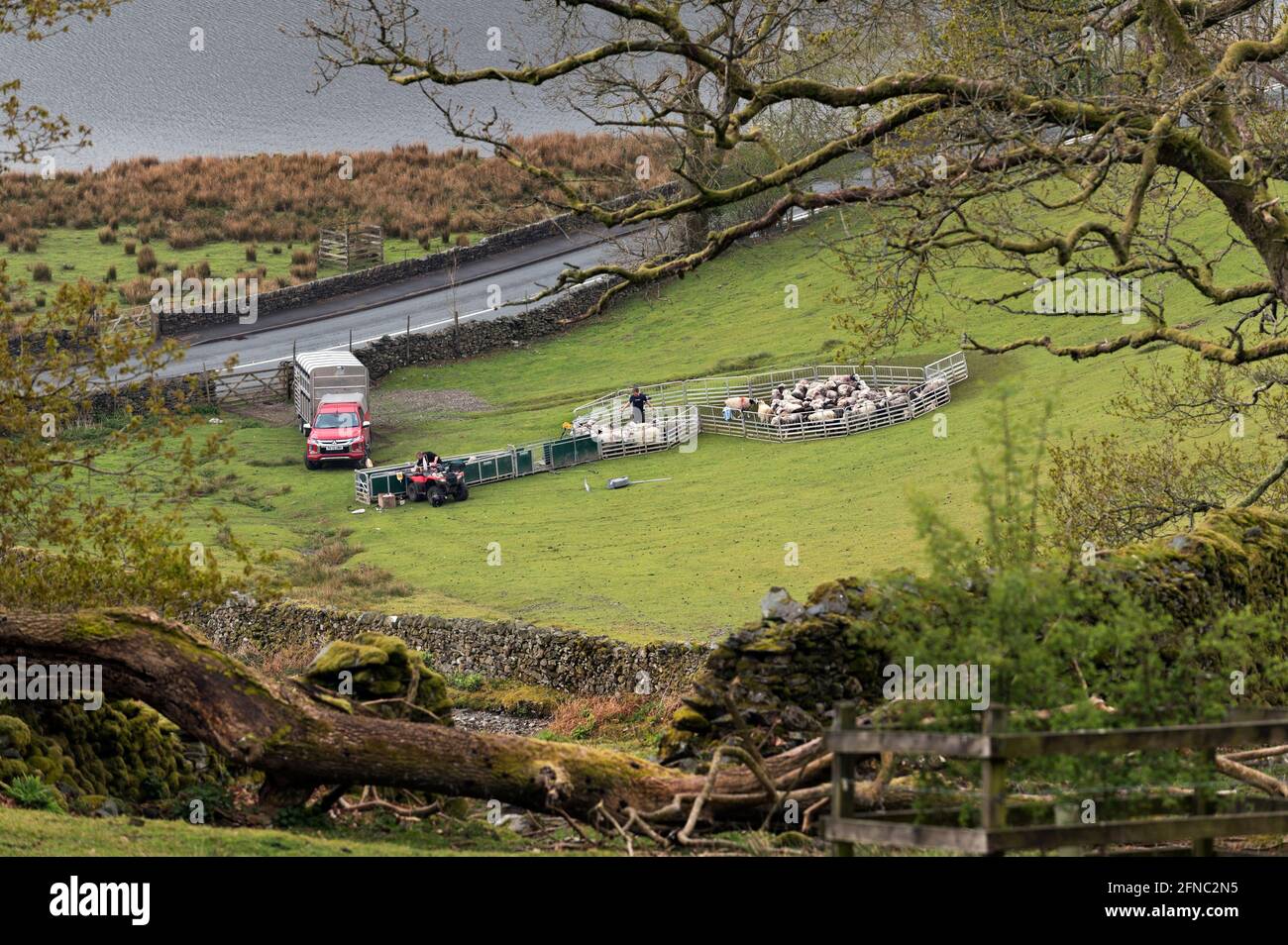 Pastores en el trabajo que comprueban y manejan ovejas de cría, Rydal Water, Lake District National Park, Cumbria, Reino Unido Foto de stock