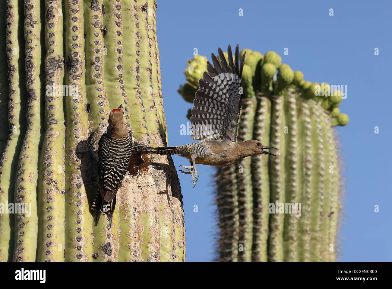 Carpinteros de Gila (Melanerpes uropygialis), volando desde el nido en saguaro, desierto de Sonora, Arizona Foto de stock