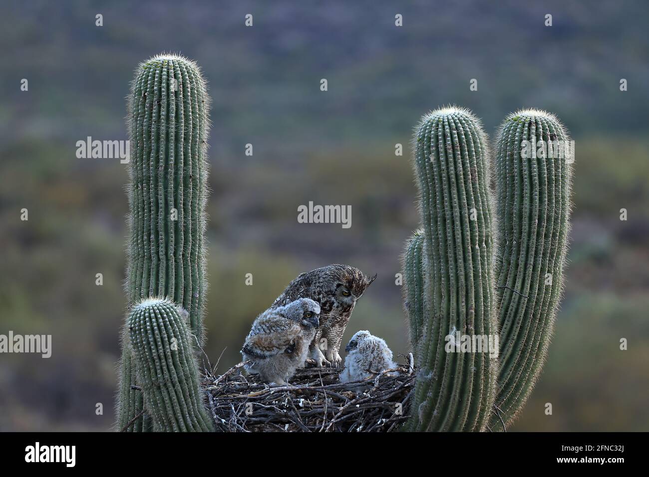 Grandes lechuzas (Bubo virginianus), en nido en cactus saguaro, (Carnegiea gigantea), desierto de Sonora, Arizona Foto de stock